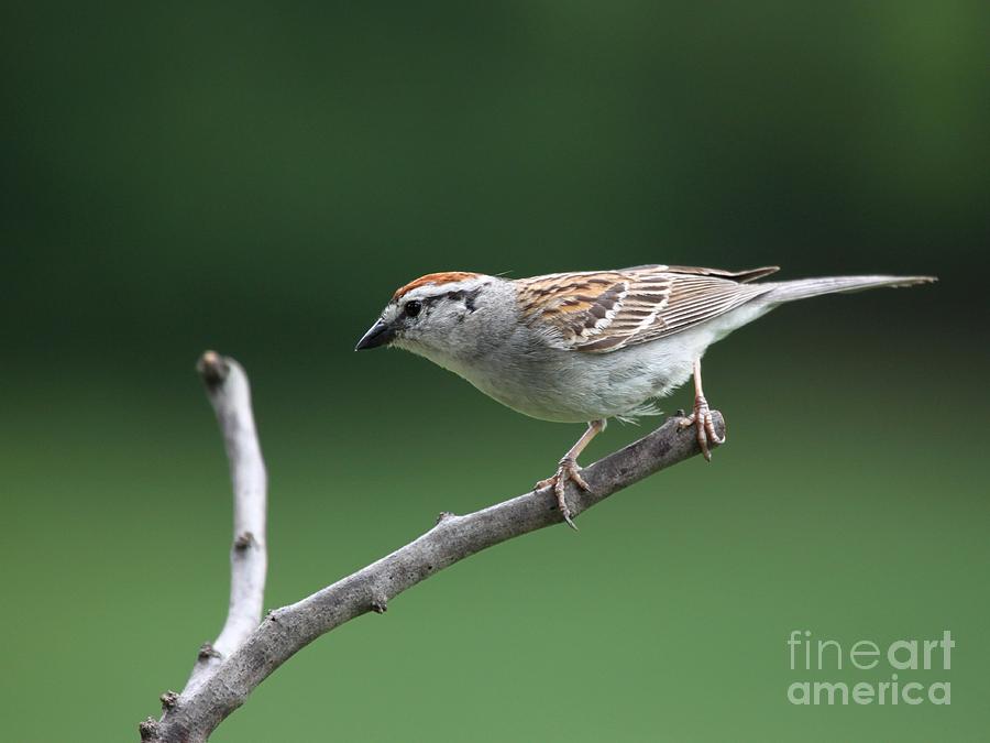 Chipping Sparrow #40 Photograph by Jack R Brock