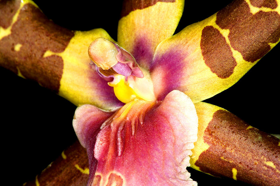 Exotic Orchids of C Ribet #40 Photograph by C Ribet