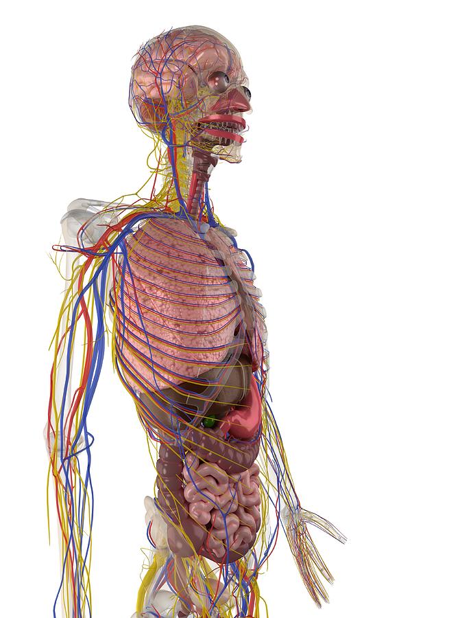 Human Anatomy, Artwork #40 Digital Art by Sciepro