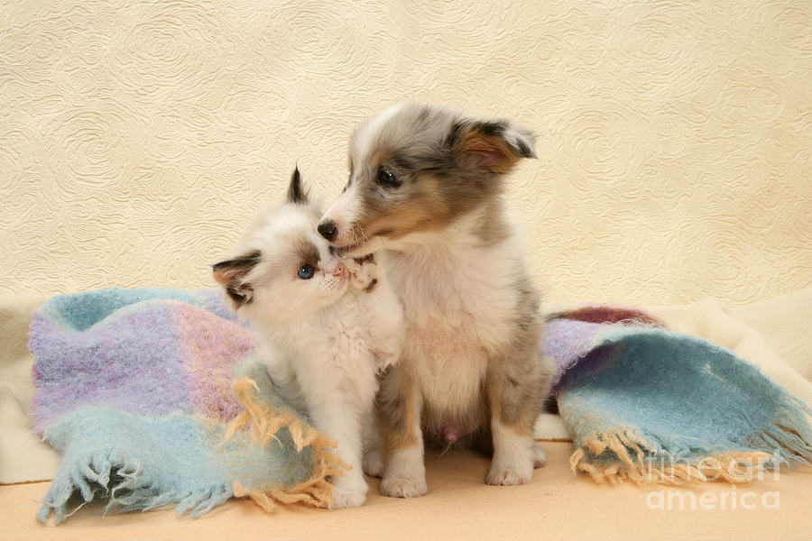 Kitten And Pup #40 Photograph by Jane Burton