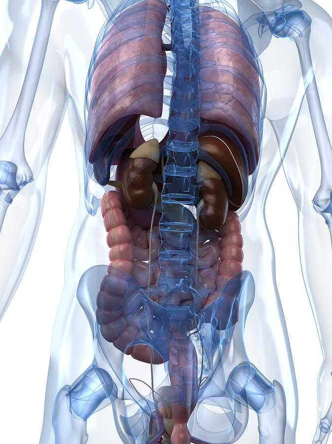 Male Anatomy Artwork Digital Art By Sciepro Fine Art America 8242