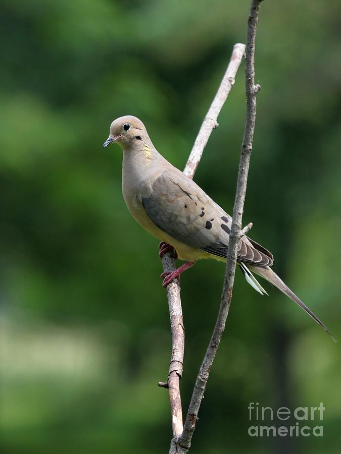 Mourning Dove #40 Photograph by Jack R Brock