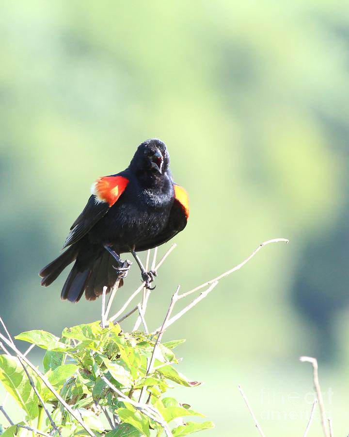 Red-winged Blackbird #40 Photograph by Jack R Brock