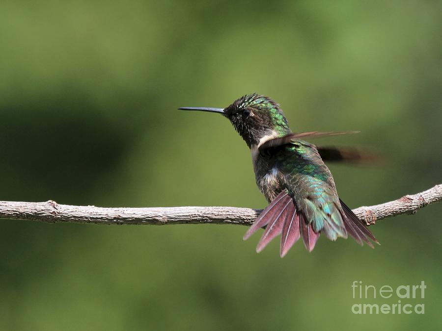 Ruby-throated Hummingbird #40 Photograph by Jack R Brock