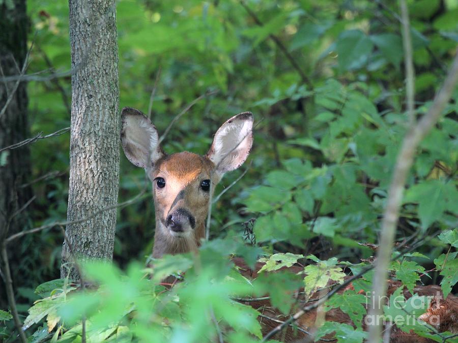 White-tailed Deer #40 Photograph by Jack R Brock