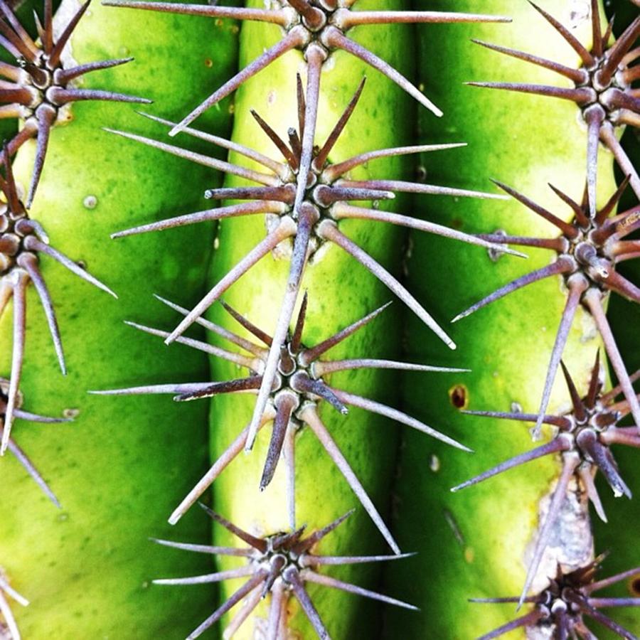 Plants Photograph - Instagram Photo 401340114031 by Ritchie Garrod Plants Photograph - Instagram Photo 401340114031 by Ritchie Garrod