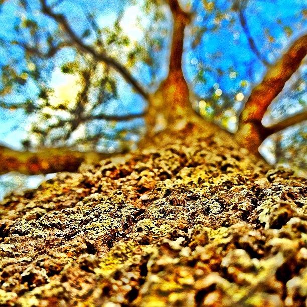 Tree Photograph - Instagram Photo #401340714183 by Matt Turner