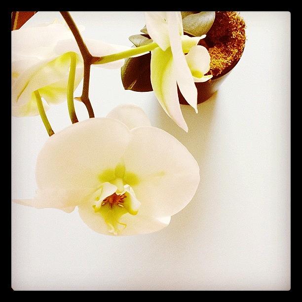 Orchid Photograph - Instagram Photo #401346747149 by Kiki Bird