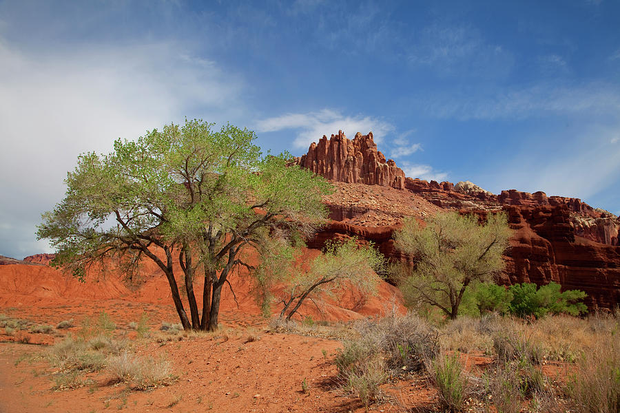 Capitol Reef National Park  #409 Photograph by Southern Utah  Photography