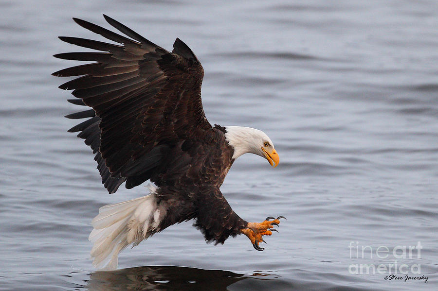 Bald Eagle Photograph by Steve Javorsky - Fine Art America