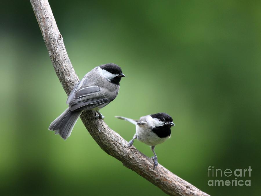 Black-capped Chickadee #41 Photograph by Jack R Brock