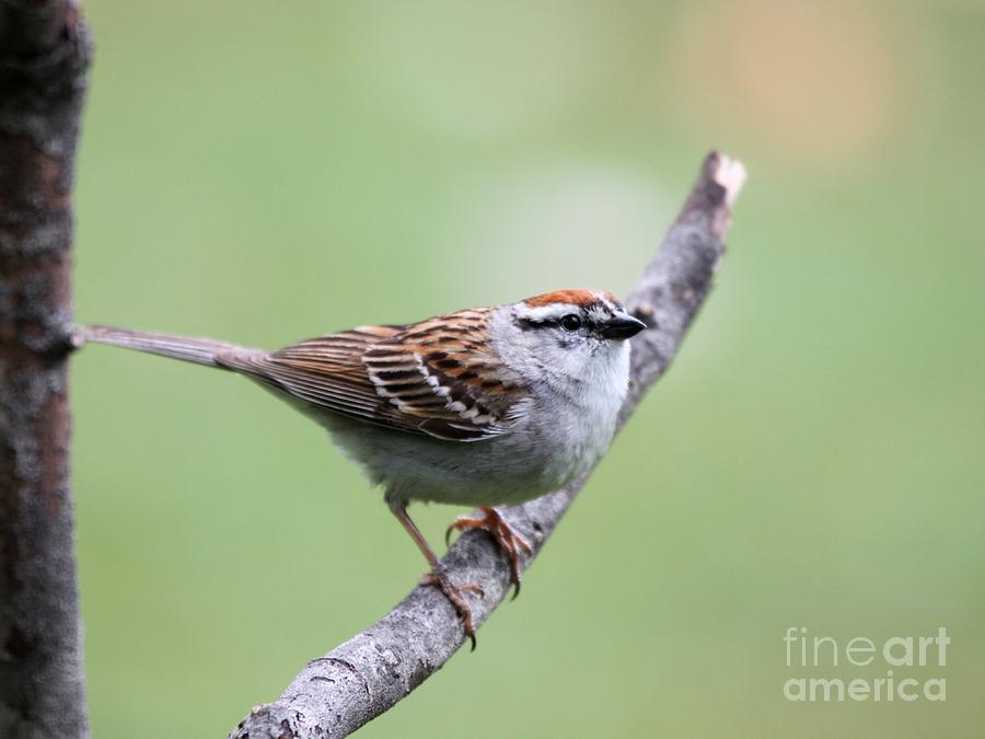 Chipping Sparrow #41 Photograph by Jack R Brock