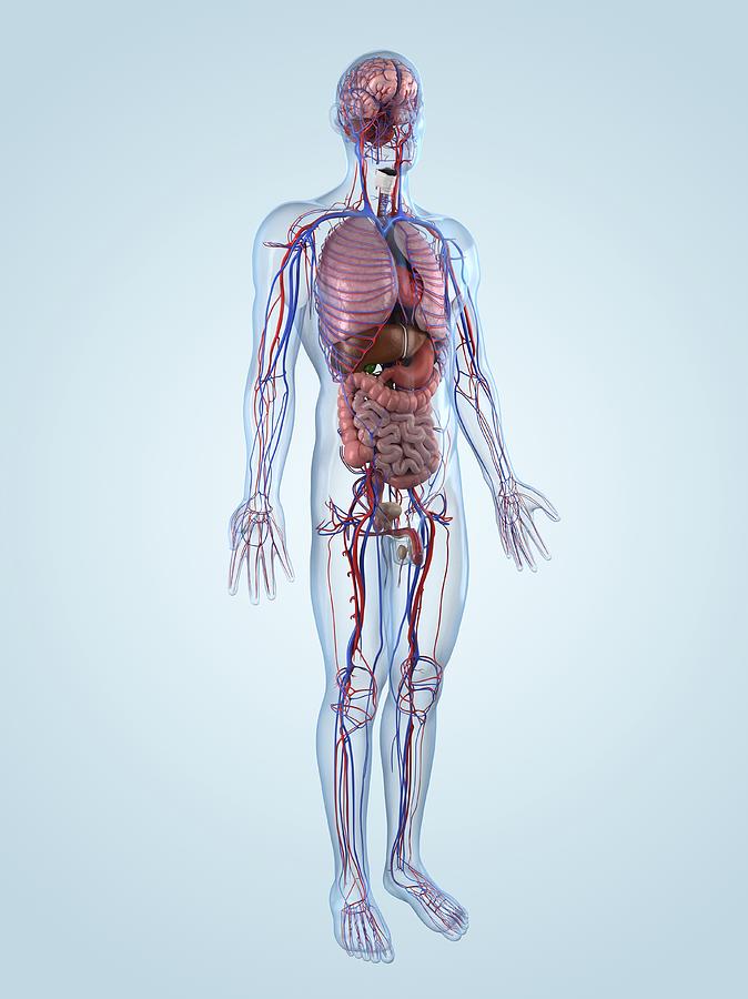 Human Anatomy, Artwork Digital Art by Sciepro