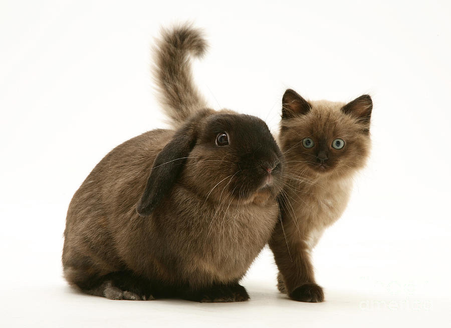 Kitten And Rabbit #64 Photograph by Jane Burton