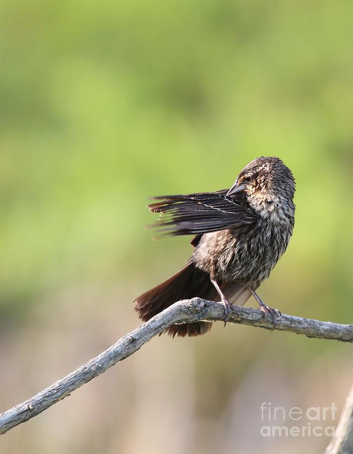 Red-winged Blackbird #41 Photograph by Jack R Brock