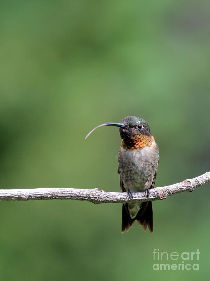 Ruby-throated Hummingbird #41 Photograph by Jack R Brock