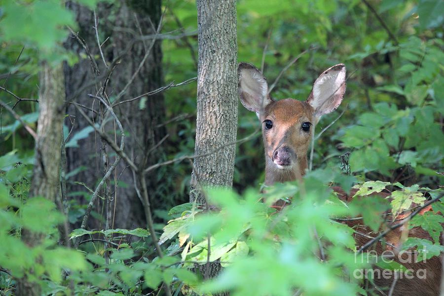 White-tailed Deer #41 Photograph by Jack R Brock