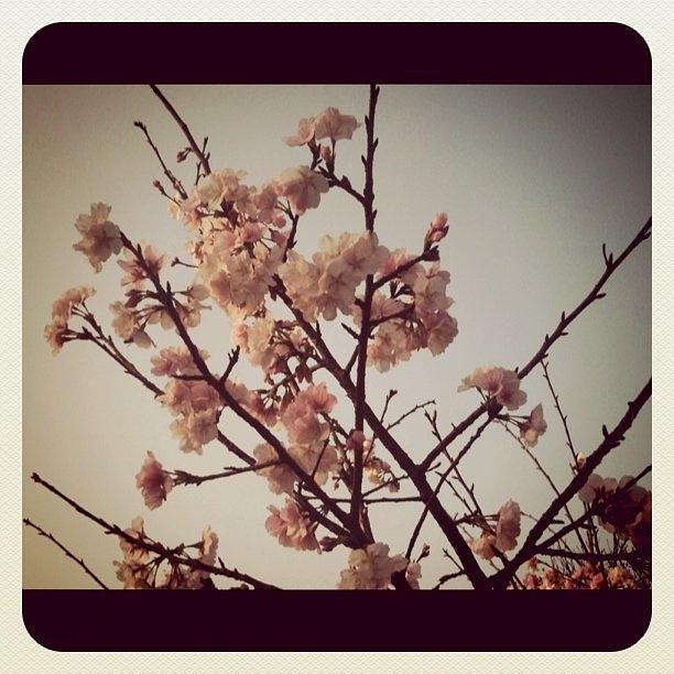 Sakura Photograph - Instagram Photo #41344411498 by Pierre H