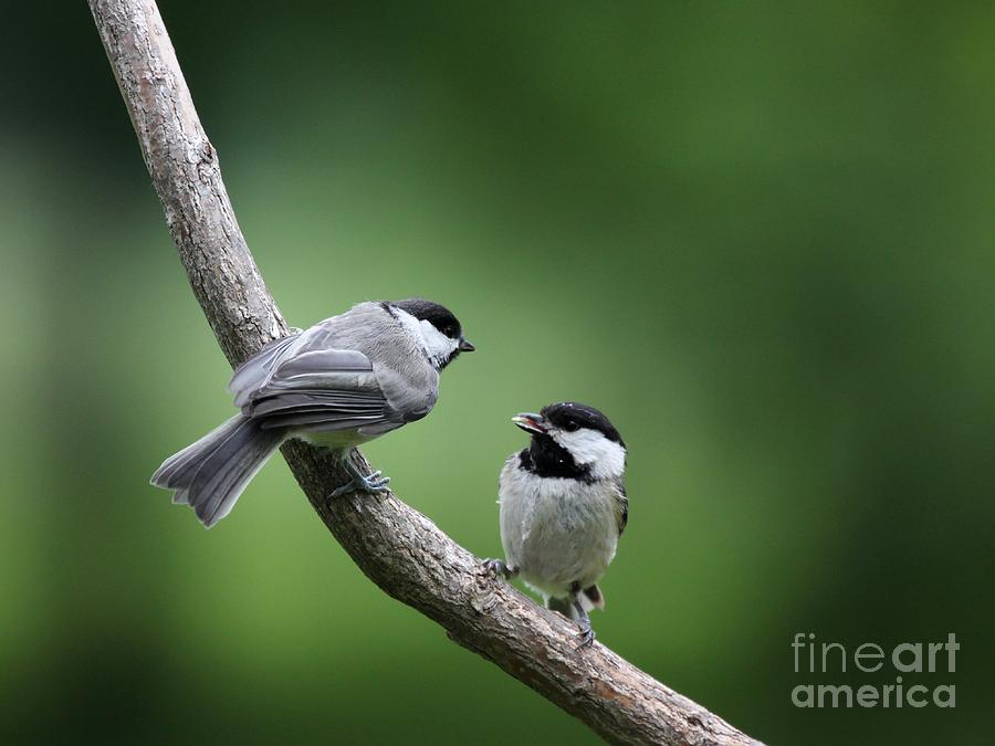 Black-capped Chickadee #42 Photograph by Jack R Brock