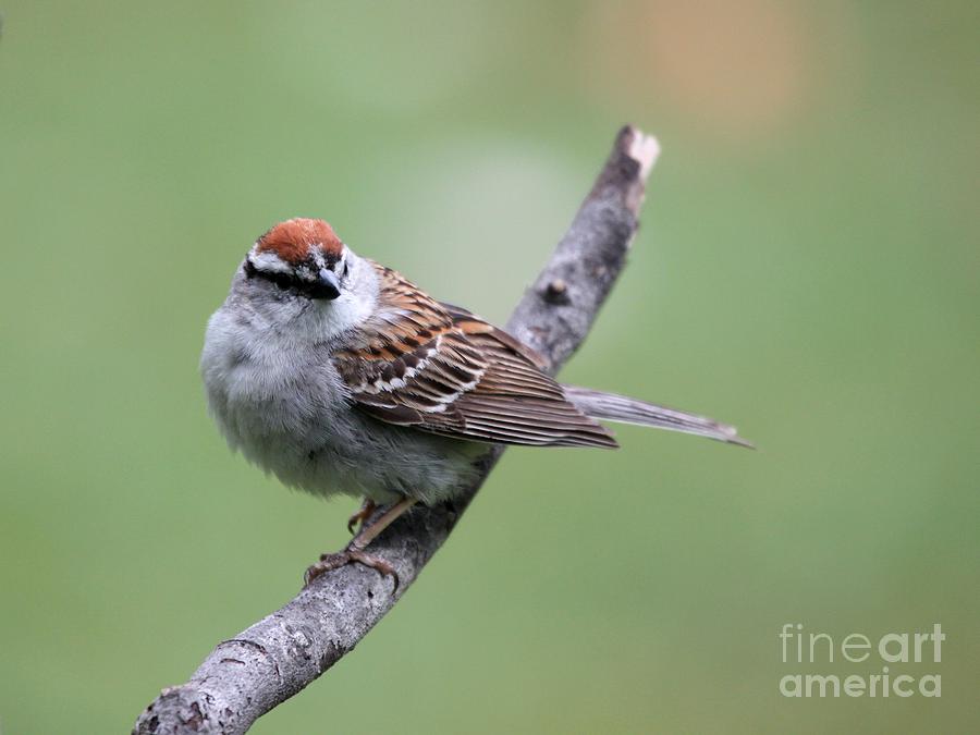 Chipping Sparrow #42 Photograph by Jack R Brock
