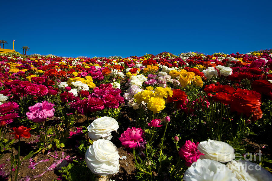 Flower Fields #42 Photograph by Daniel  Knighton