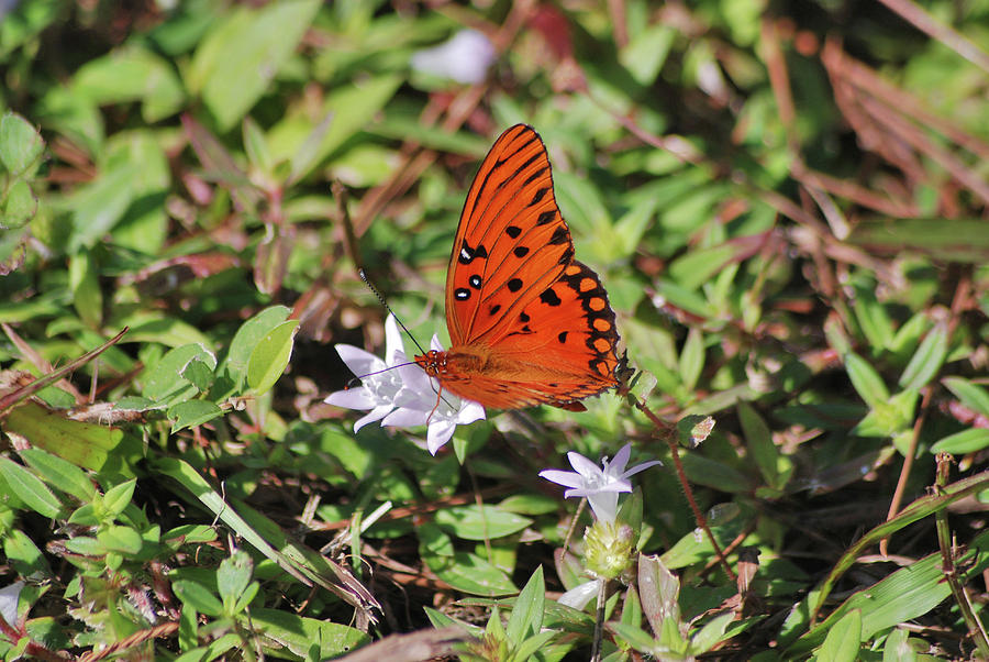42- Fritillary Butterfly Photograph by Joseph Keane