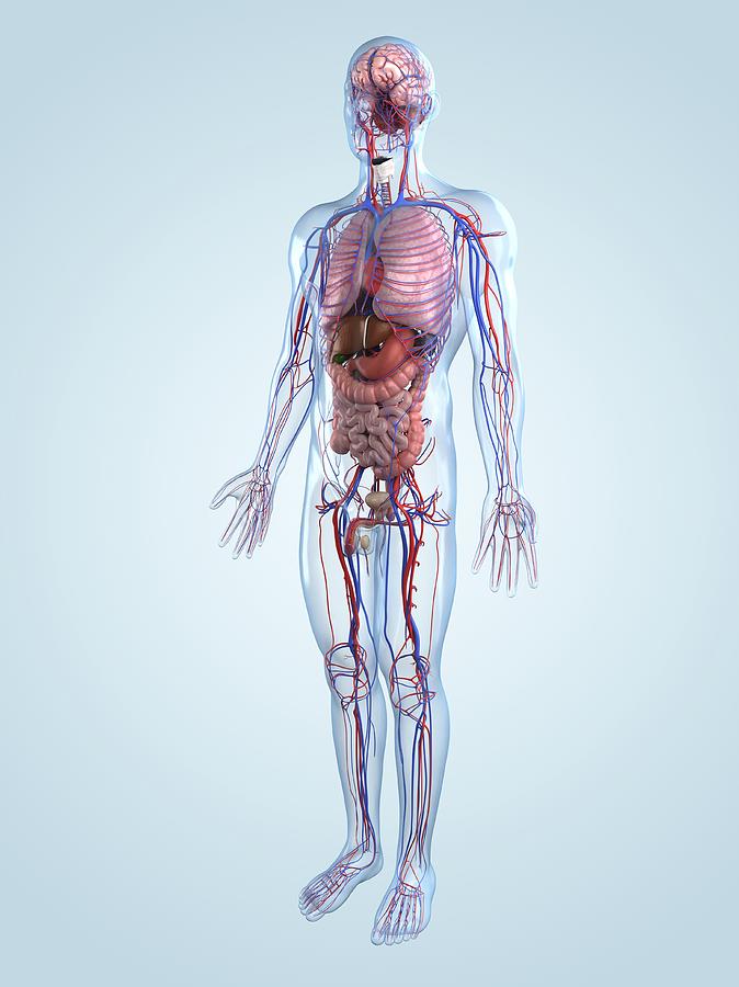 Human Anatomy, Artwork Digital Art by Sciepro