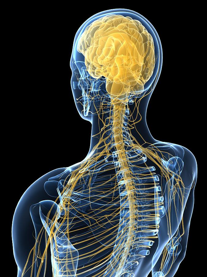 Skeleton Photograph - Human Nervous System, Artwork #42 by Sciepro