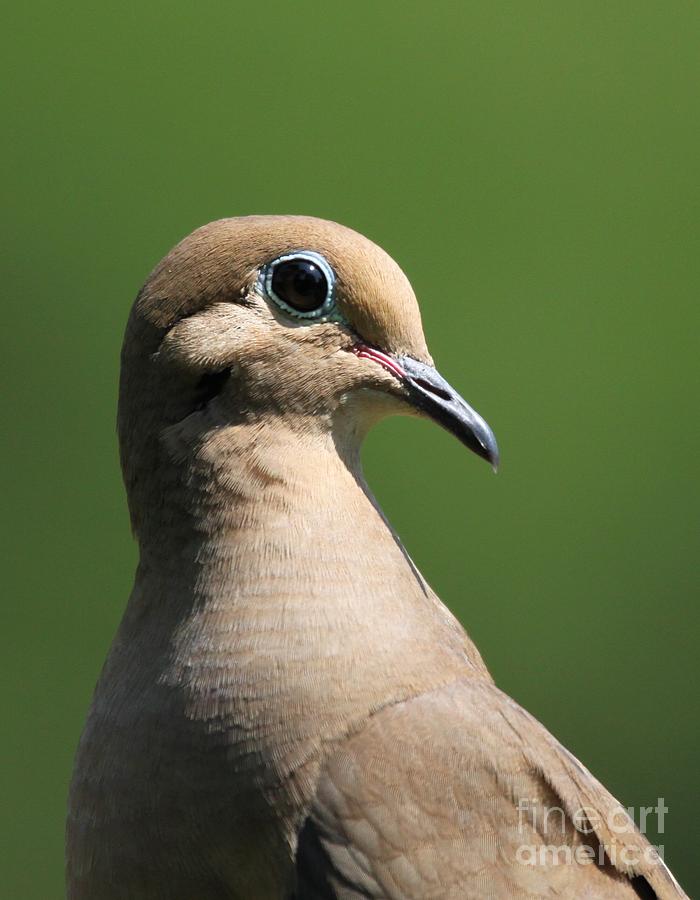 Mourning Dove #42 Photograph by Jack R Brock
