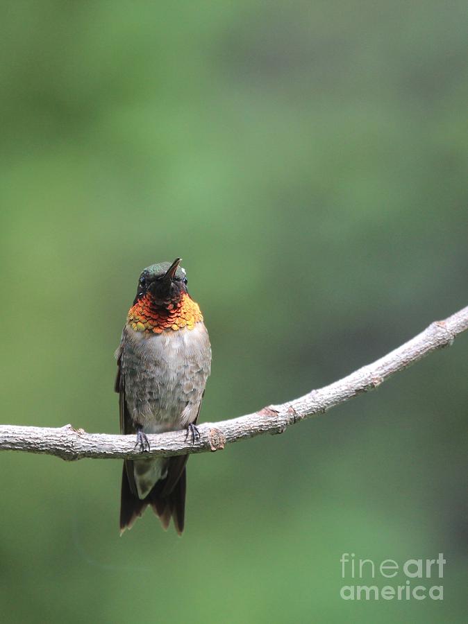 Ruby-throated Hummingbird #42 Photograph by Jack R Brock