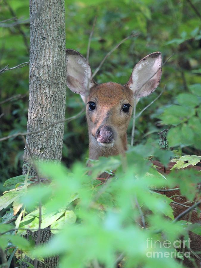 White-tailed Deer #42 Photograph by Jack R Brock