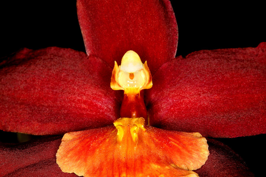 Exotic Orchids of C Ribet #43 Photograph by C Ribet