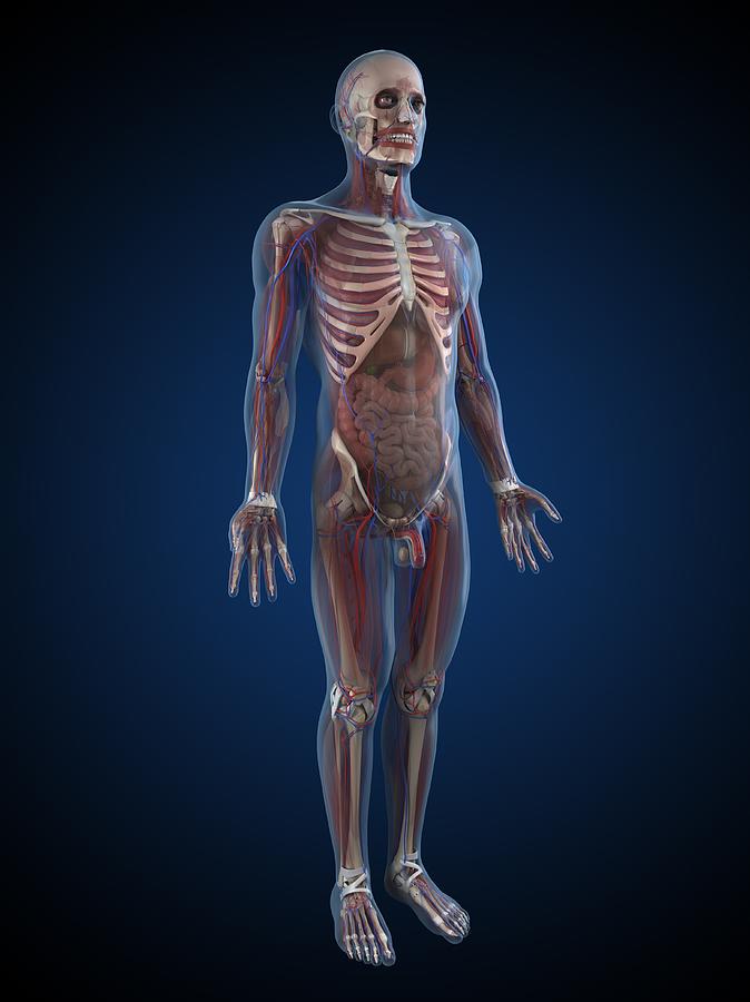Human Anatomy, Artwork Digital Art by Sciepro - Fine Art America