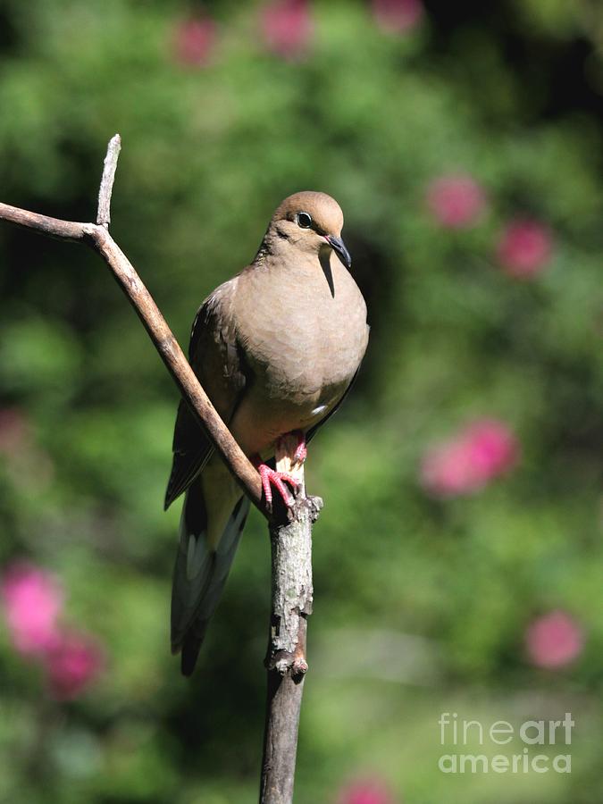 Mourning Dove #43 Photograph by Jack R Brock