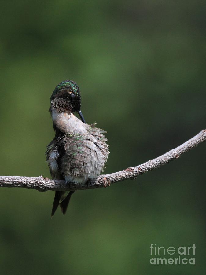 Ruby-throated Hummingbird #43 Photograph by Jack R Brock