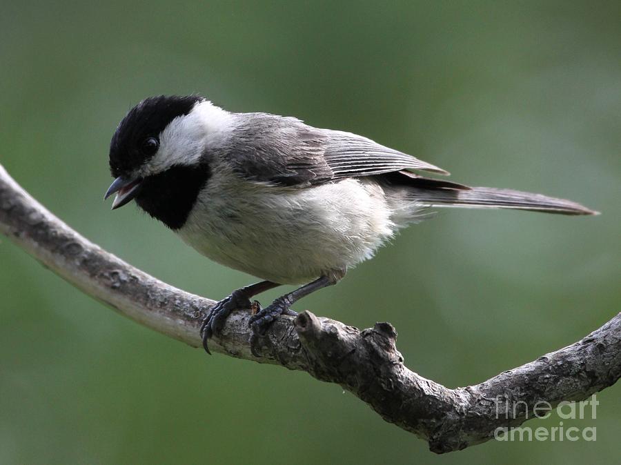 Black-capped Chickadee #44 Photograph by Jack R Brock