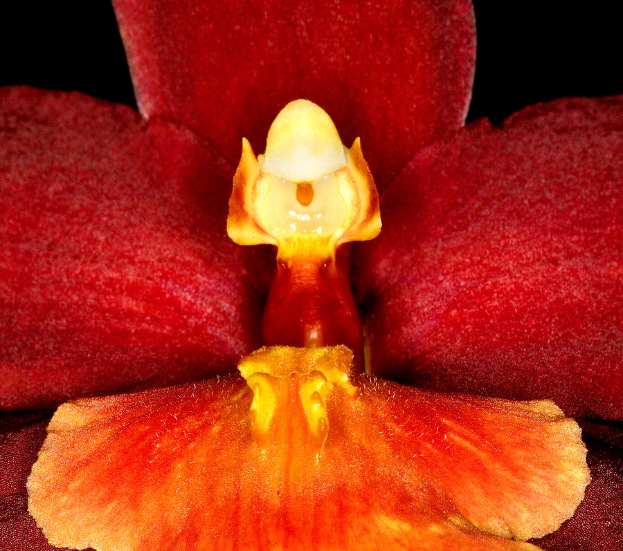 Exotic Orchids of C Ribet #44 Photograph by C Ribet