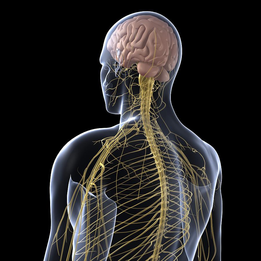 Square Digital Art - Human Nervous System, Artwork #44 by Sciepro