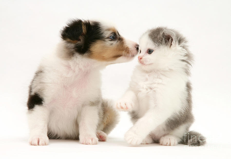 Kitten And Pup #44 Photograph by Jane Burton