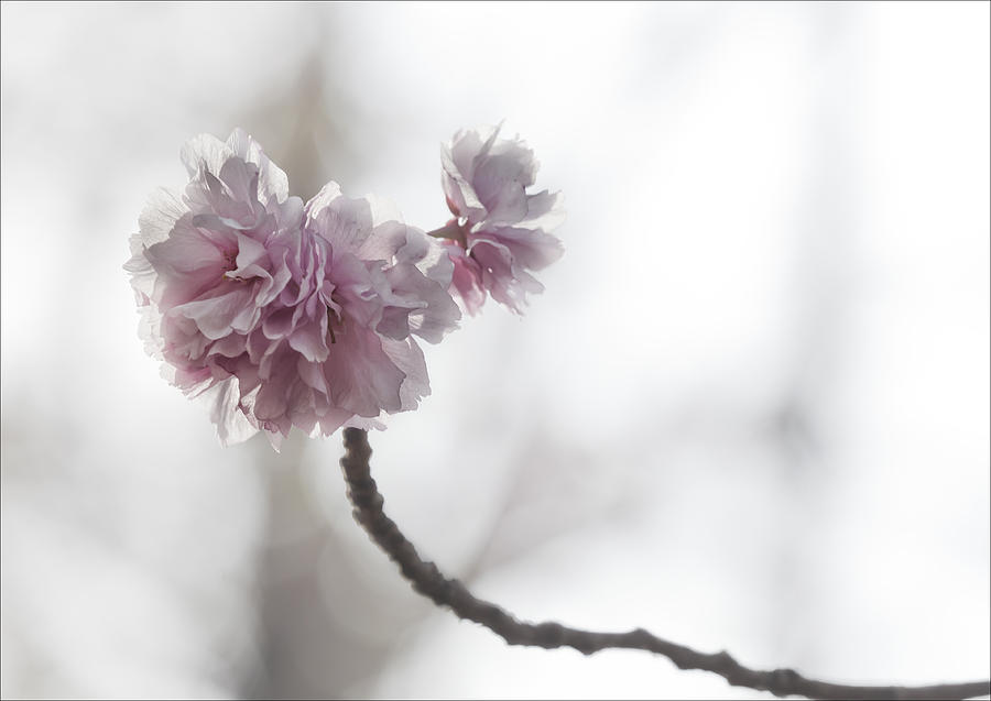 Cherry Blossoms #45 Photograph by Robert Ullmann