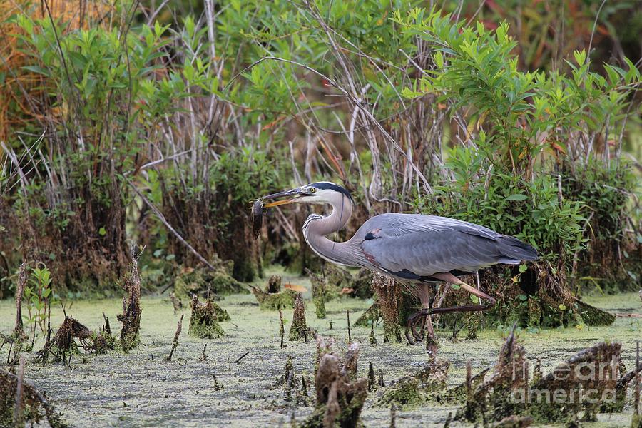 Nature Photograph - Great Blue Heron #45 by Jack R Brock