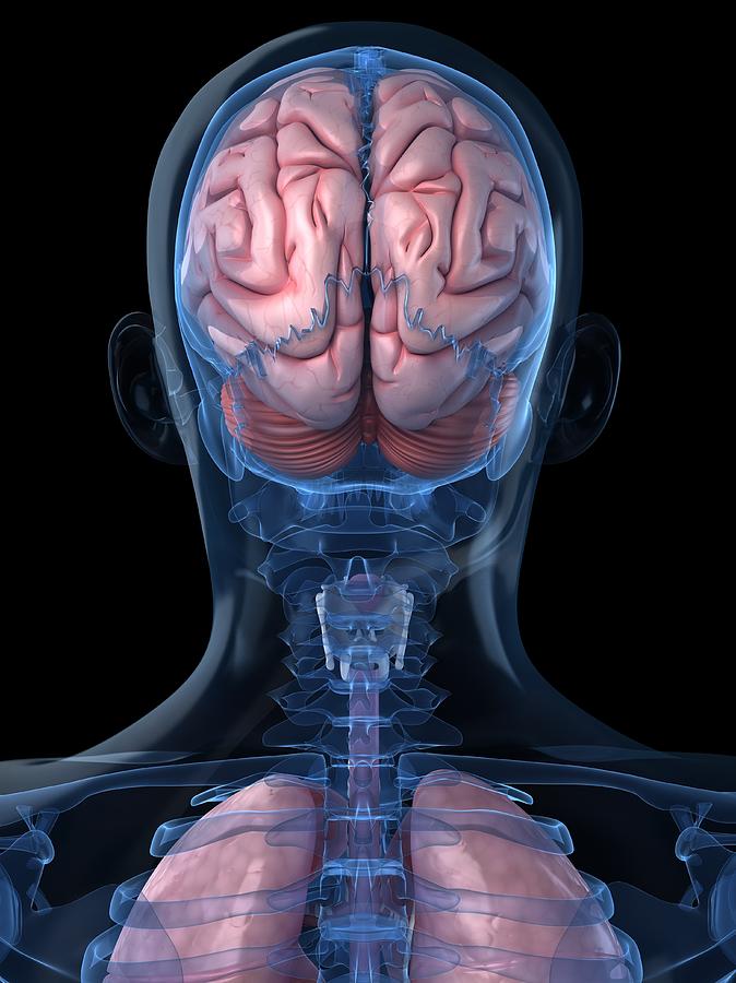 Head Anatomy, Artwork #45 Digital Art by Sciepro