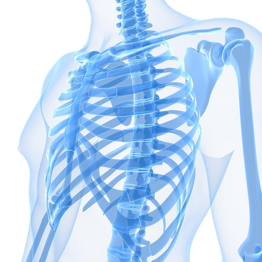 Upper Body Bones, Artwork Digital Art by Sciepro Upper Body Bones, Artwork Digital Art by Sciepro