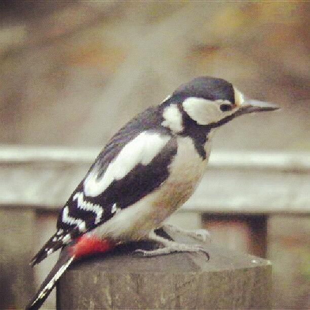 Woodpecker Photograph - Instagram Photo #451354177502 by Aaron Eckersley