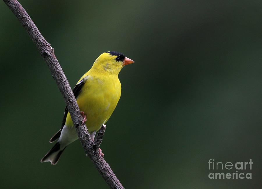 American Goldfinch #46 Photograph by Jack R Brock