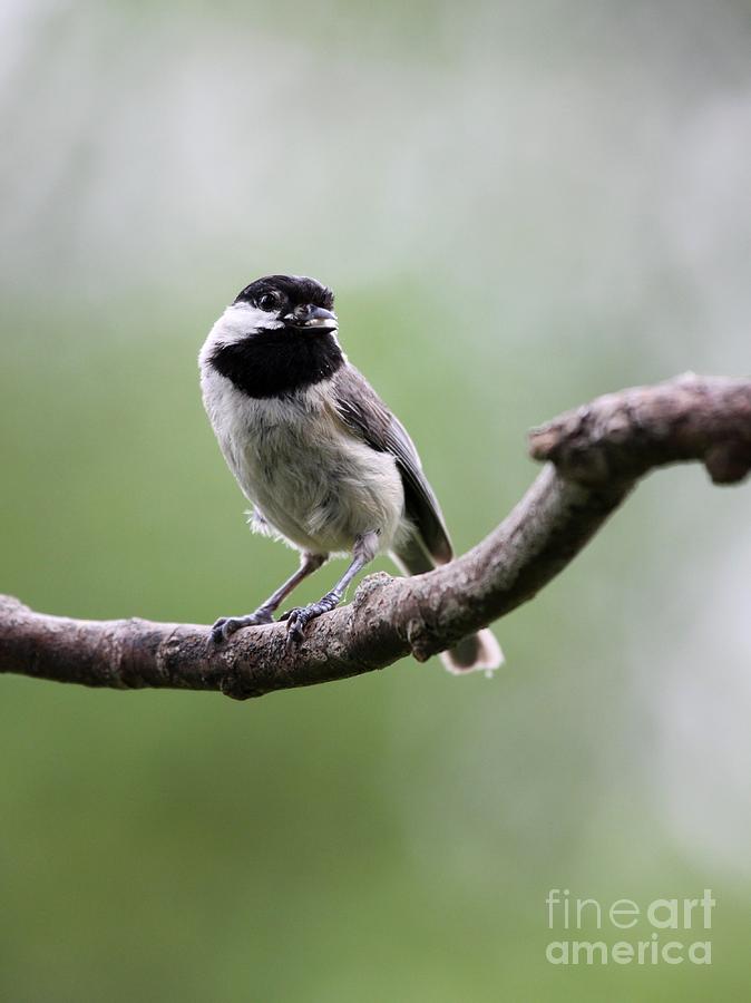Black-capped Chickadee #46 Photograph by Jack R Brock