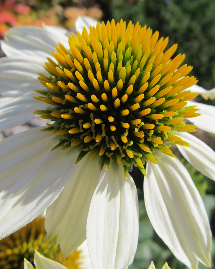 Flower Photograph - Coneflower #46 by Michele Caporaso