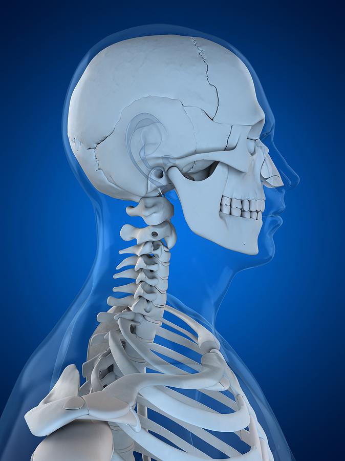Head Anatomy, Artwork #46 Digital Art by Sciepro