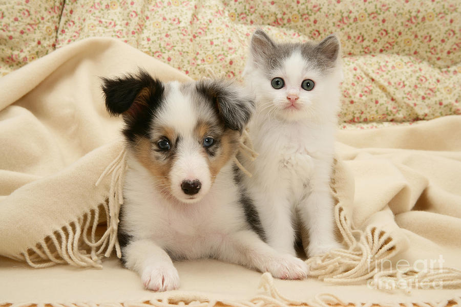 Kitten And Pup #46 Photograph by Jane Burton