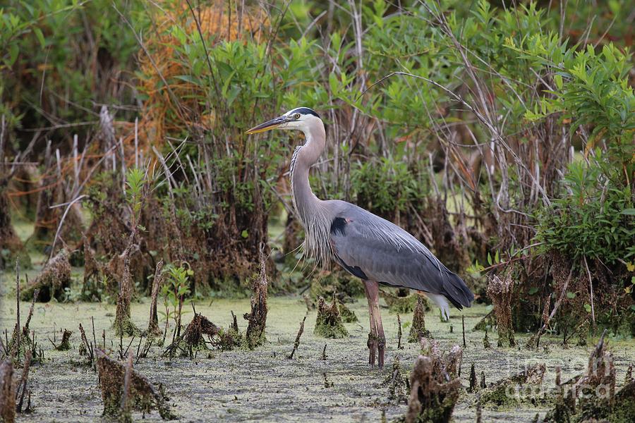 Great Blue Heron #47 Photograph by Jack R Brock